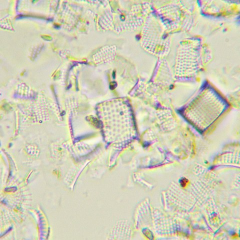 Cyfrowy mikroskop biologiczny MAGUS Bio D290T LCD