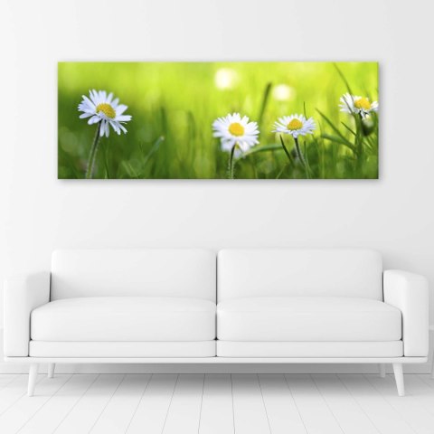 Obraz na płótnie, Stokrotki w trawie - 120x40