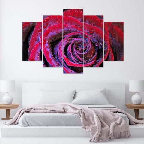 Obraz pięcioczęściowy na płótnie, Zroszona róża - 100x70
