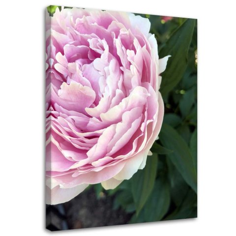 Obraz na płótnie, Różowa piwonia makro - 40x60