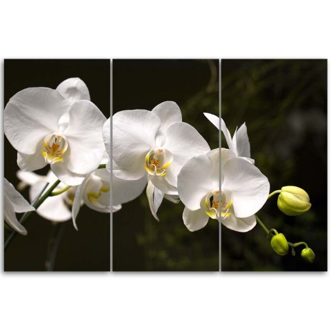 Obraz trzyczęściowy na płótnie, Biała orchidea - 120x80
