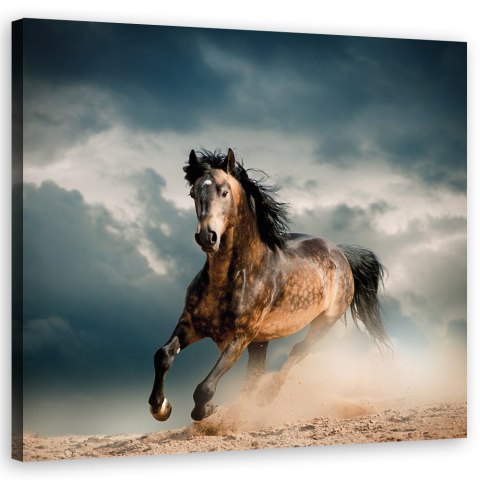 Obraz, Galop konia - 30x30