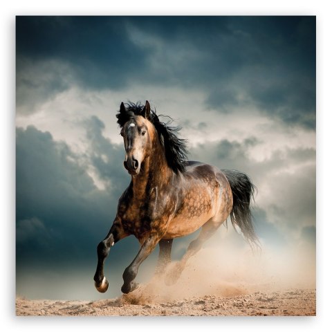 Obraz, Galop konia - 30x30
