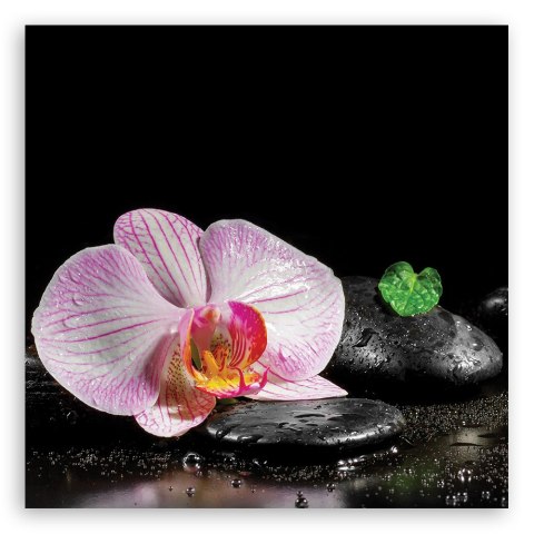 Obraz, Kwitnąca orchidea zen - 50x50