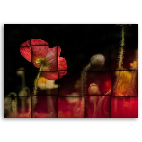 Obraz na płótnie, Czerwony kwiat maku - 60x40