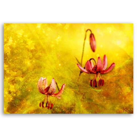 Obraz na płótnie, Zwiędłe tulipany kwiaty - 60x40