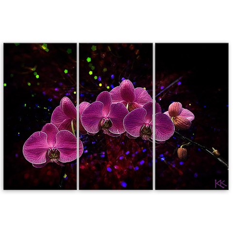 Obraz trzyczęściowy na płótnie, Orchidea na ciemnym tle - 150x100
