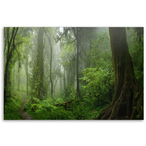 Obraz na płótnie, Tropikalny las dżungla - 120x80