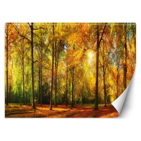 Fototapeta, Jesienny las - 200x140