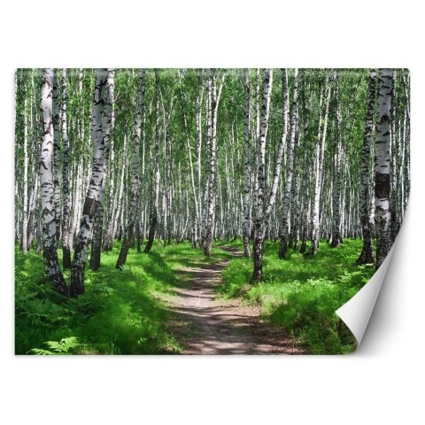 Fototapeta, Las brzozowy - 150x105