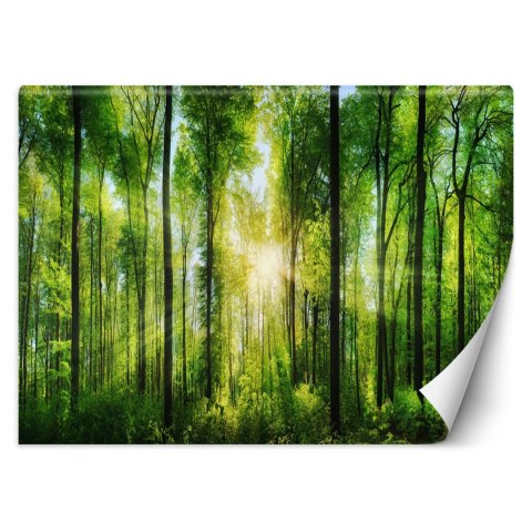 Fototapeta, Promienie słońca w zielonym lesie - 300x210