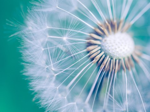 Obraz Wieloczęściowy Mniszek Lekarski W Skali Makro