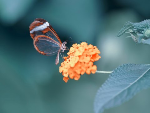 Obraz Wieloczęściowy Motyl W Letnim Ogrodzie