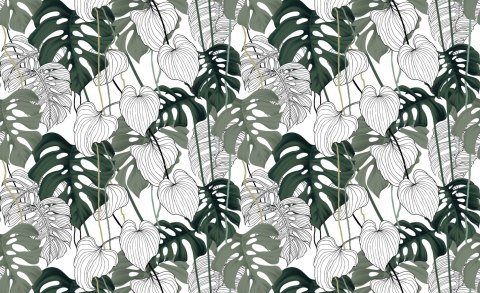 Fototapeta Liście Monstera