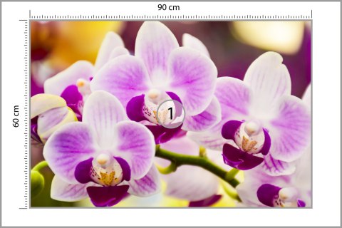 Fototapeta Tropikalna Orchidea