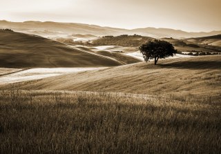 Fototapeta Rolling Hills W Sepii