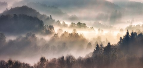 Obraz Na Płótnie Mist In Forest With Sunbeam Rays, Woods Landscape