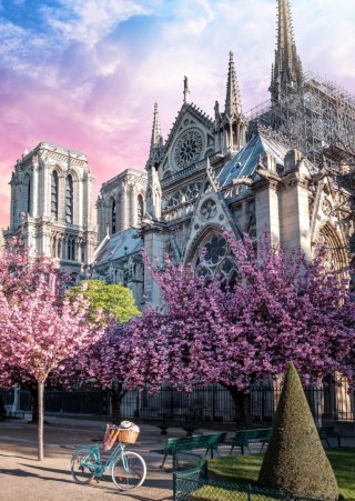 Plakat Katedra Notre Dame De Paris O Wschodzie Słońca I Kwitnące Wiśnie