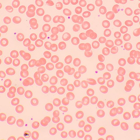 Mikroskop biologiczny MAGUS Bio 250BL
