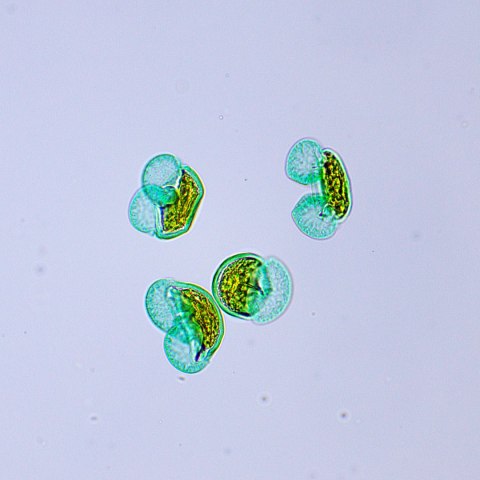 Mikroskop biologiczny MAGUS Bio 250BL