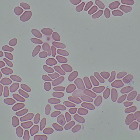 Mikroskop biologiczny MAGUS Bio 290T