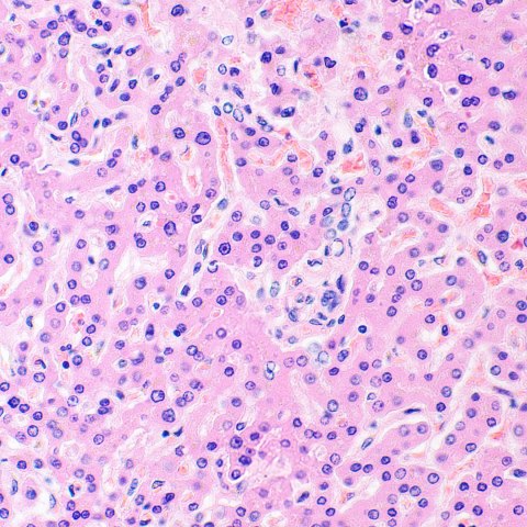 Mikroskop biologiczny MAGUS Bio 290T