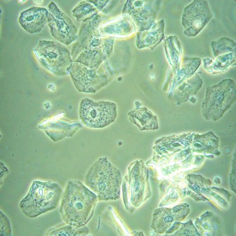 Odwrócony mikroskop biologiczny MAGUS Bio V360