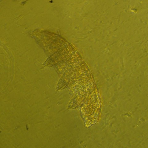 Odwrócony mikroskop biologiczny MAGUS Bio V360