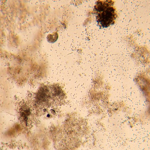 Odwrócony mikroskop biologiczny сyfrowy MAGUS Bio VD350