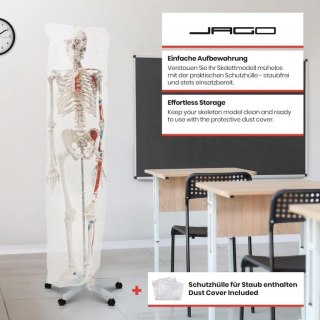 JAGO Human Anatomy Skeleton z detalami malowania mięśni, 181
