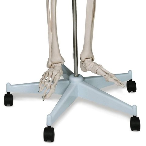 Szkielet anatomii człowieka 181,5 cm