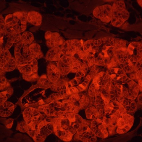 Odwrócony mikroskop fluorescencyjny cyfrowy MAGUS Lum VD500L