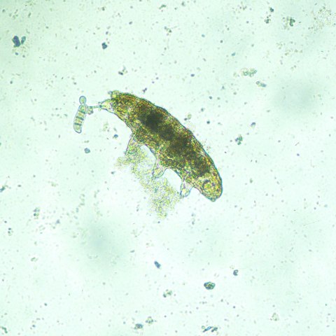 Odwrócony mikroskop biologiczny MAGUS Bio V300