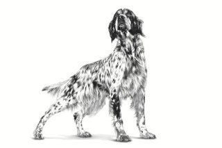 ROYAL CANIN Hypoallergenic - sucha karma dla psa - 2kg