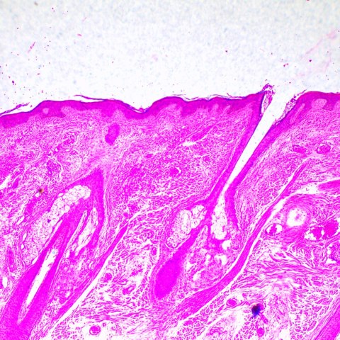 Cyfrowy mikroskop biologiczny MAGUS Bio D290T LCD